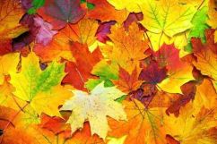 autumn colorful leaves background