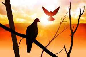 Silhouette of birds on sunrise